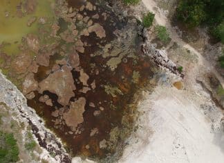 Comment identifier et se débarrasser de la mérule