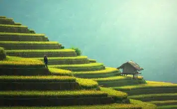 agriculture, rice plantation, thailand