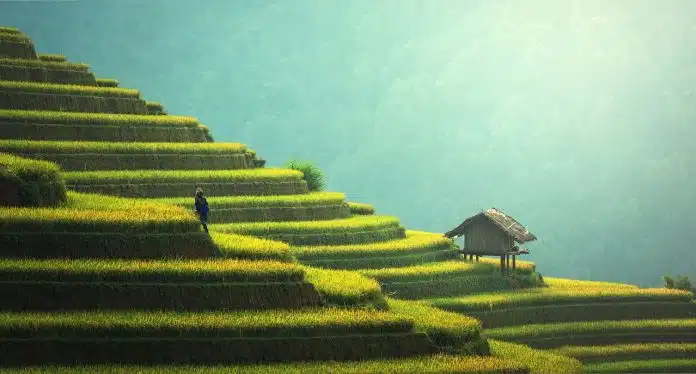 agriculture, rice plantation, thailand
