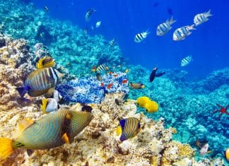 Comment découvrir les mondes sous-marins ?