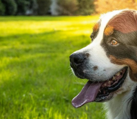 Pourquoi souscrire une mutuelle pour son chien ?