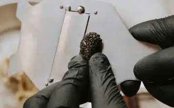 Découvrez les atouts de la truffe noire