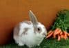 white and brown rabbit on green grass