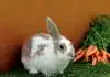 white and brown rabbit on green grass