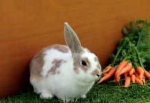 white and brown rabbit on green grass