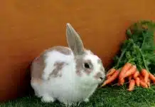 white and brown rabbit on green grass