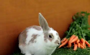 Quelle est la durée de vie d’un lapin domestique ? white and brown rabbit on green grass