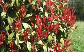 Quand Faut-il tailler les Photinias Red Robin ?