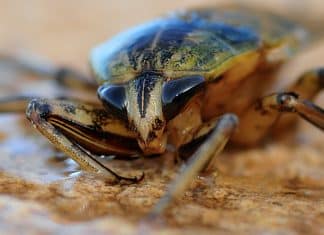 Pourquoi les cafards sont-ils attirés par votre maison ?