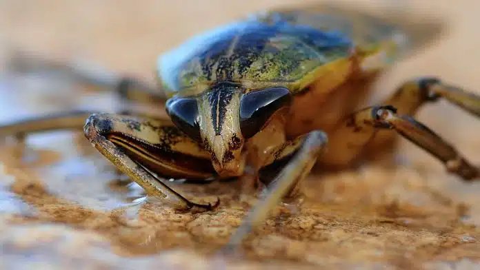 Pourquoi les cafards sont-ils attirés par votre maison ?