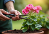 Mains de jardinier manipulant une geranium saine en potage