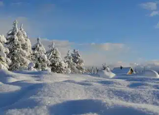 snow-covered trees under blue cloudy sky