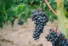 blueberry fruits on branch