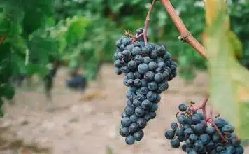 blueberry fruits on branch